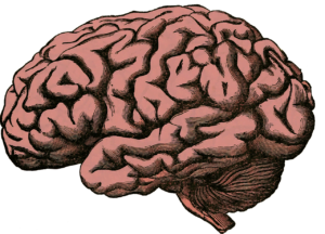 The Impact of Gratitude on Brain Function