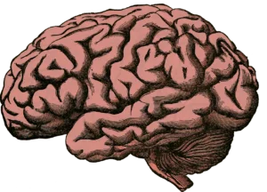 The Impact of Gratitude on Brain Function